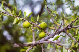 Huile d'argan bio naturelle pure issue de l'arbre Argania spinosa (Arganier) au Maroc