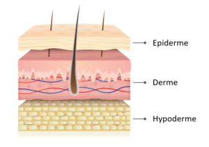 couche de la peau