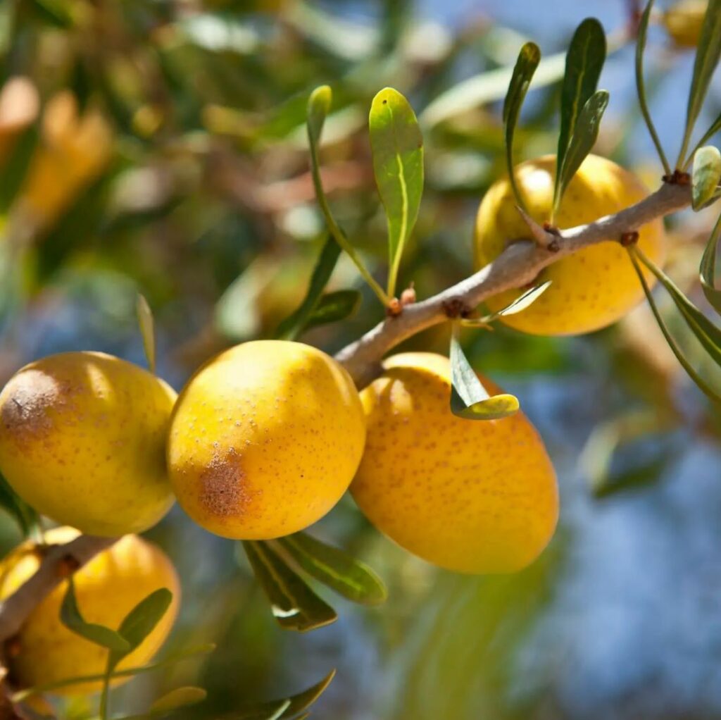 fruit de l'arganier maroc