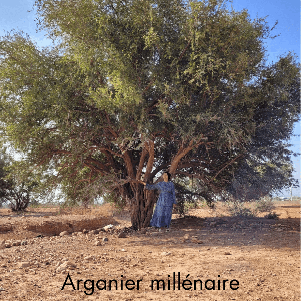 arganier endémique du Maroc millénaire